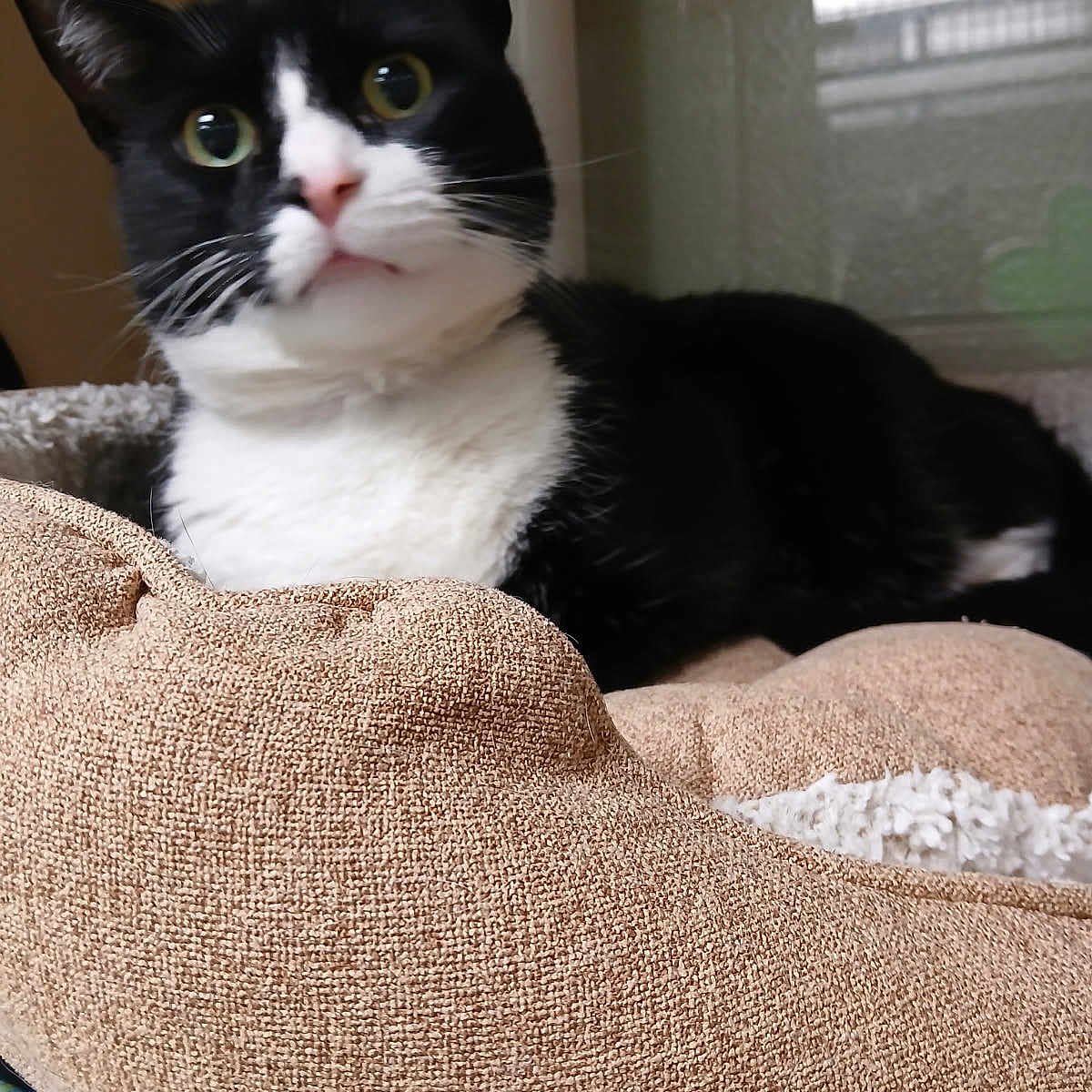 Oreo Highter is registered to the contest to win money with this photo: animal, black_and_white, cat, close_up, cozy, curious, cushion, domestic_animal, ears, fabric_texture, feline, green_eyes, indoor, nose, pet, pet_bed, portrait, relaxing, tuxedo_cat, whiskers