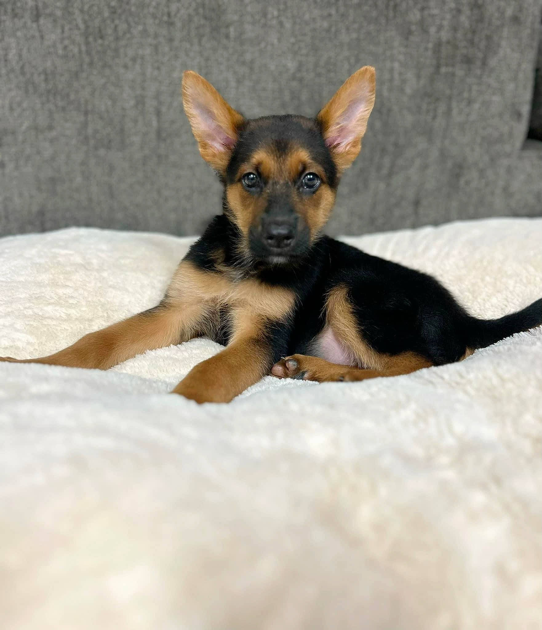 Jax is registered to the contest to win money with this photo: canidae, carnivore, comfort, companion_dog, dog, dog_breed, fawn, fur, paw, snout, sporting_group, terrestrial_animal, toy_dog, working_dog