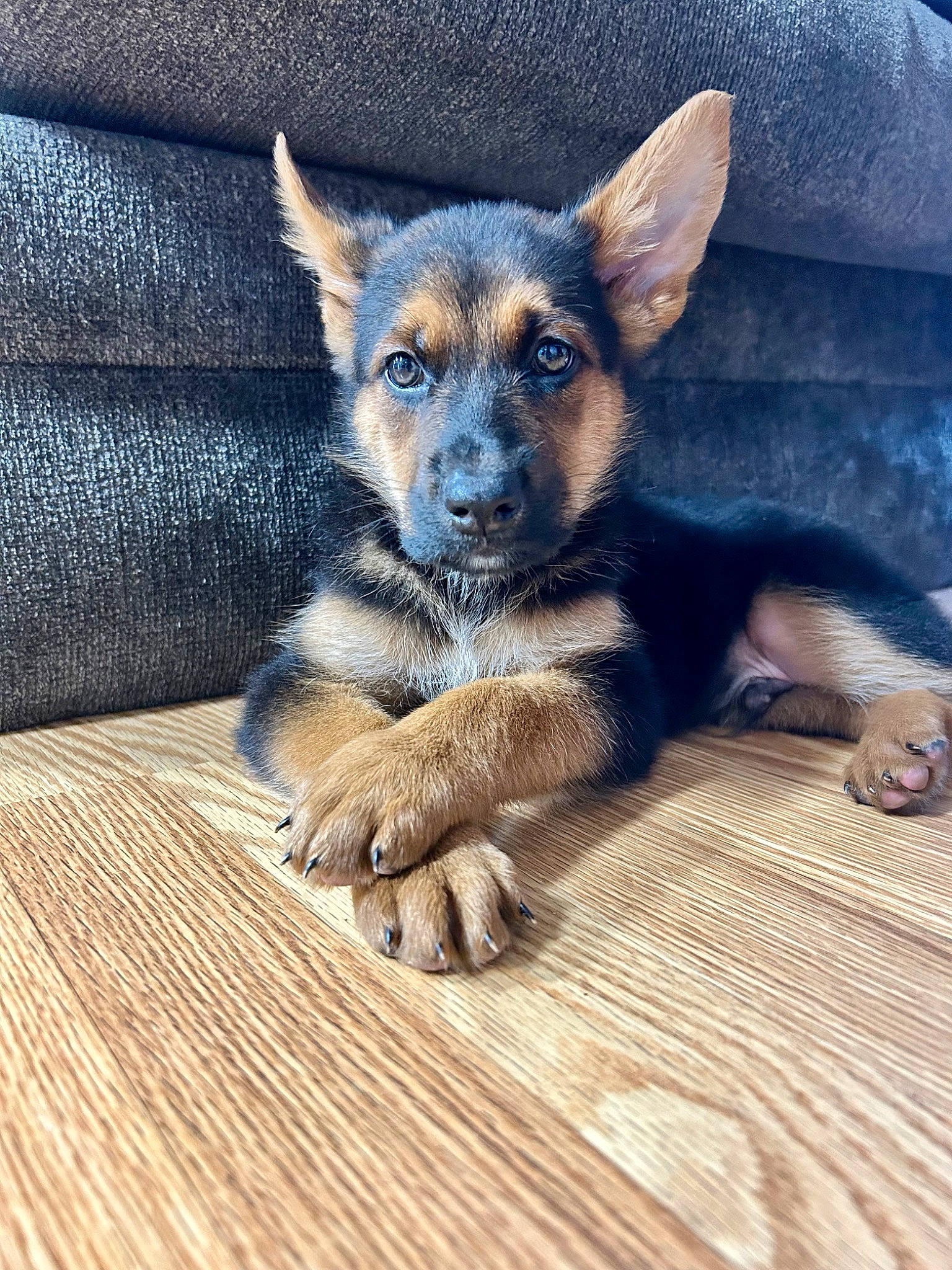 Jax is registered to the contest to win money with this photo: canidae, carnivore, comfort, companion_dog, couch, dog, dog_breed, electric_blue, fawn, flooring, fur, hardwood, paw, sporting_group, terrestrial_animal, toy_dog, whiskers, wood, working_animal, working_dog