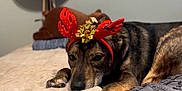 Forrest joined the competition — help win amazing prizes! dog, reindeer_antlers, gold_bow, bed, blanket, resting, pet, animal, indoor, fur, brown, black, closeup, cute, holiday, christmas, costume, paws, sleepy, cozy
