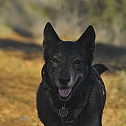 Forrest joined the competition — help win amazing prizes! dog, canine, outdoor, trail, nature, happy, panting, ears, fur, collar, tag, walking, sunlight, forest, path, animal, pet, daylight, muzzle, adventure