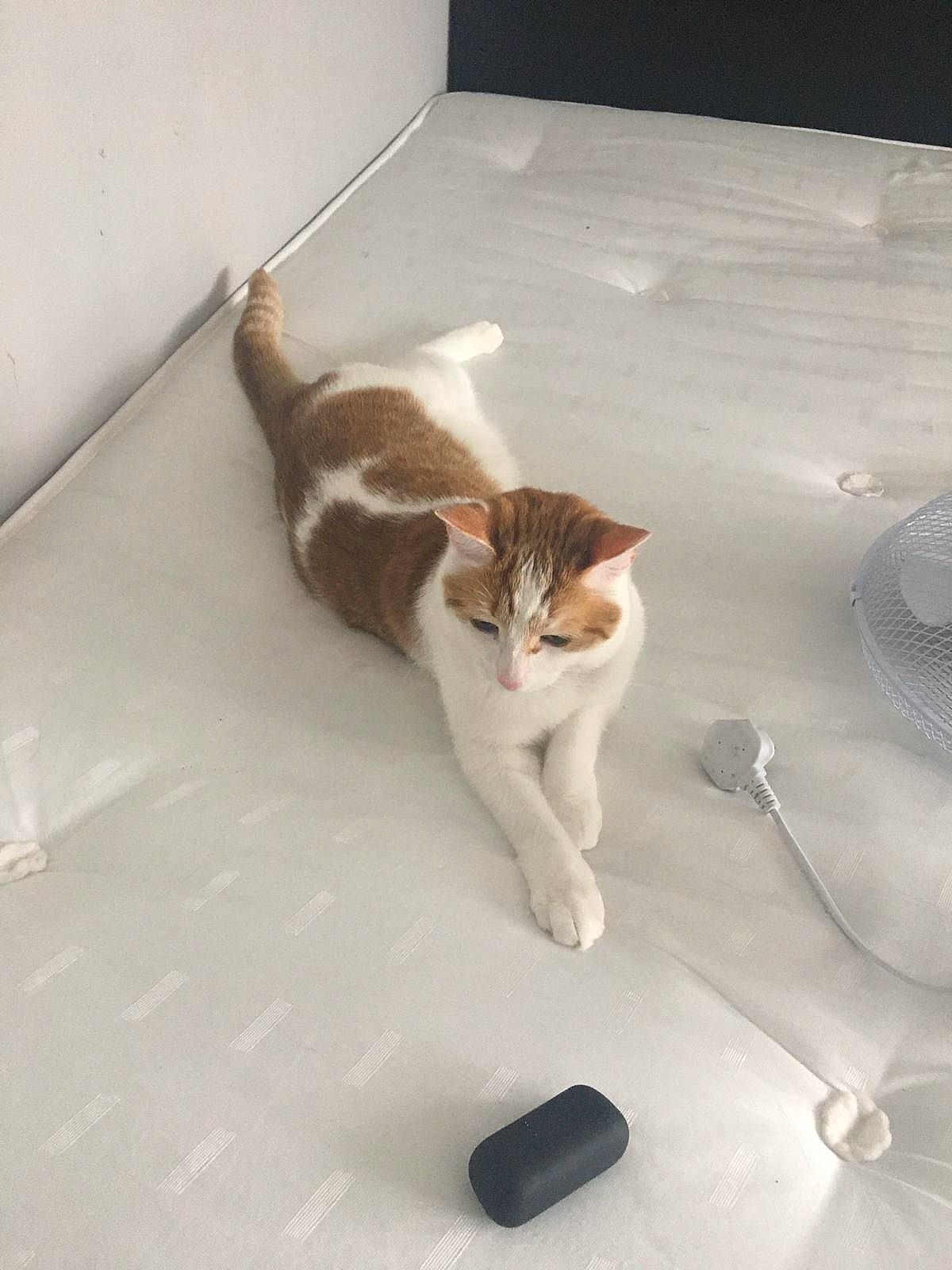 Riley joined the competition — help win amazing prizes! carnivore, cat, comfort, domestic_short_haired_cat, fawn, felidae, floor, flooring, fur, hardwood, paw, plant, room, small_to_medium_sized_cats, tail, terrestrial_animal, whiskers, wood