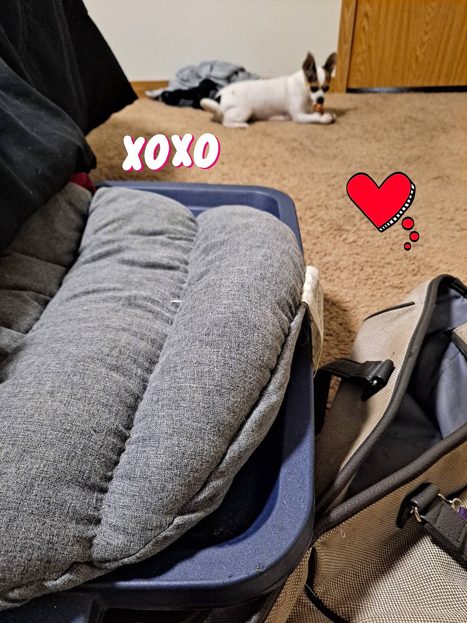 Chewy is registered to the contest to win money with this photo: bag, dog_breed, everyday_carry, grey, natural_material, strap, textile, toy_dog, zipper