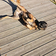 Olly a rejoint le concours — aidez-le/la à gagner de superbes lots ! dog, canine, german_shepherd, wooden_deck, outdoor, sunny, shadow, playful, rolling, collar, fur, paws, teeth, tongue, pet, grass, leaves, planks, texture, daylight