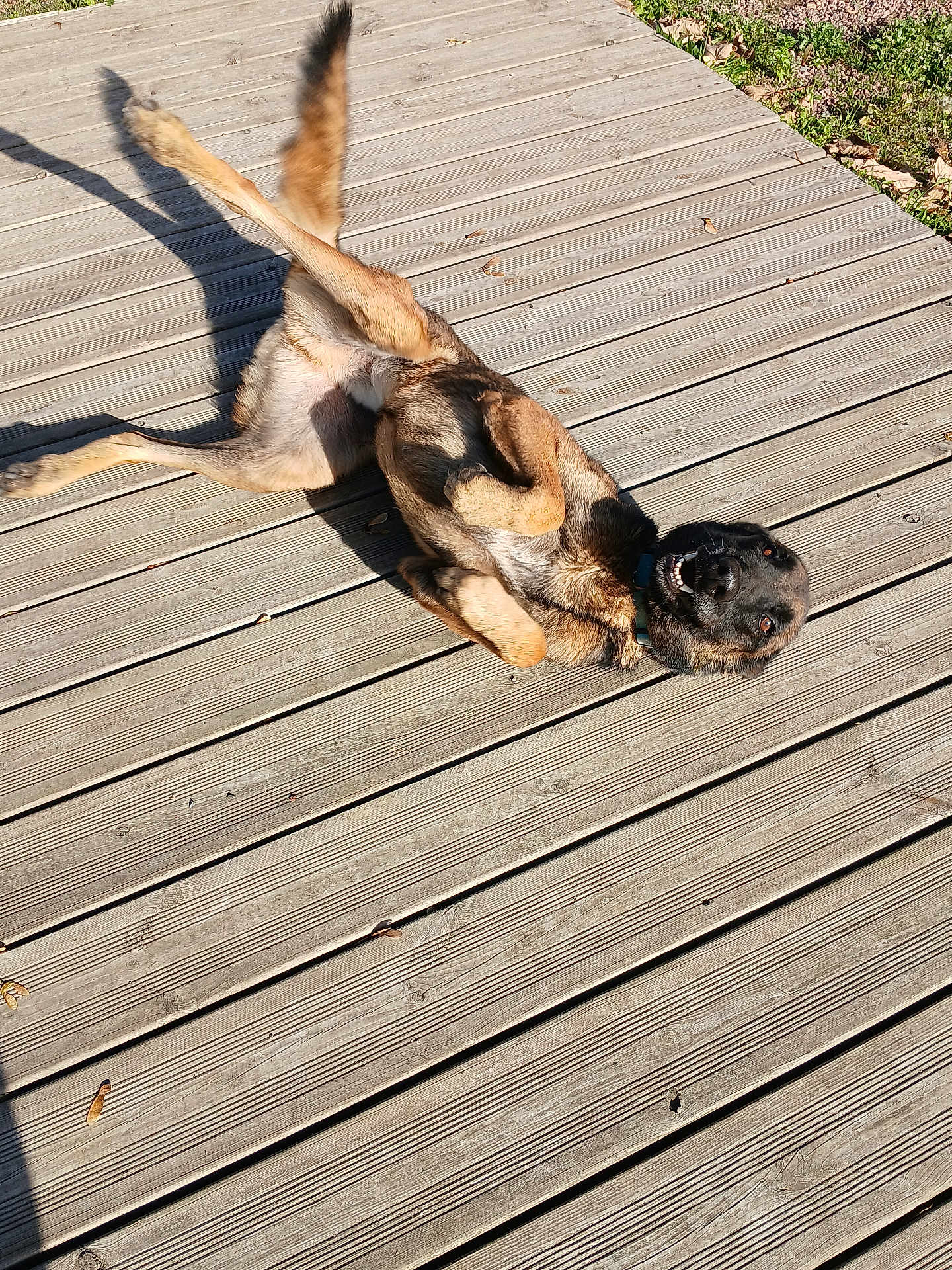 Olly a rejoint le concours — aidez-le/la à gagner de superbes lots ! dog, canine, german_shepherd, wooden_deck, outdoor, sunny, shadow, playful, rolling, collar, fur, paws, teeth, tongue, pet, grass, leaves, planks, texture, daylight