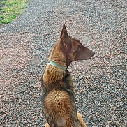 Olly a rejoint le concours — aidez-le/la à gagner de superbes lots ! dog, animal, pet, sitting, outdoor, gravel, path, grass, ears, brown_coat, black_coat, collar, looking, side_view, canine, nature, fur, alert, window_spots, daylight