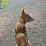 dog, animal, pet, sitting, outdoor, gravel, path, grass, ears, brown_coat, black_coat, collar, looking, side_view, canine, nature, fur, alert, window_spots, daylight