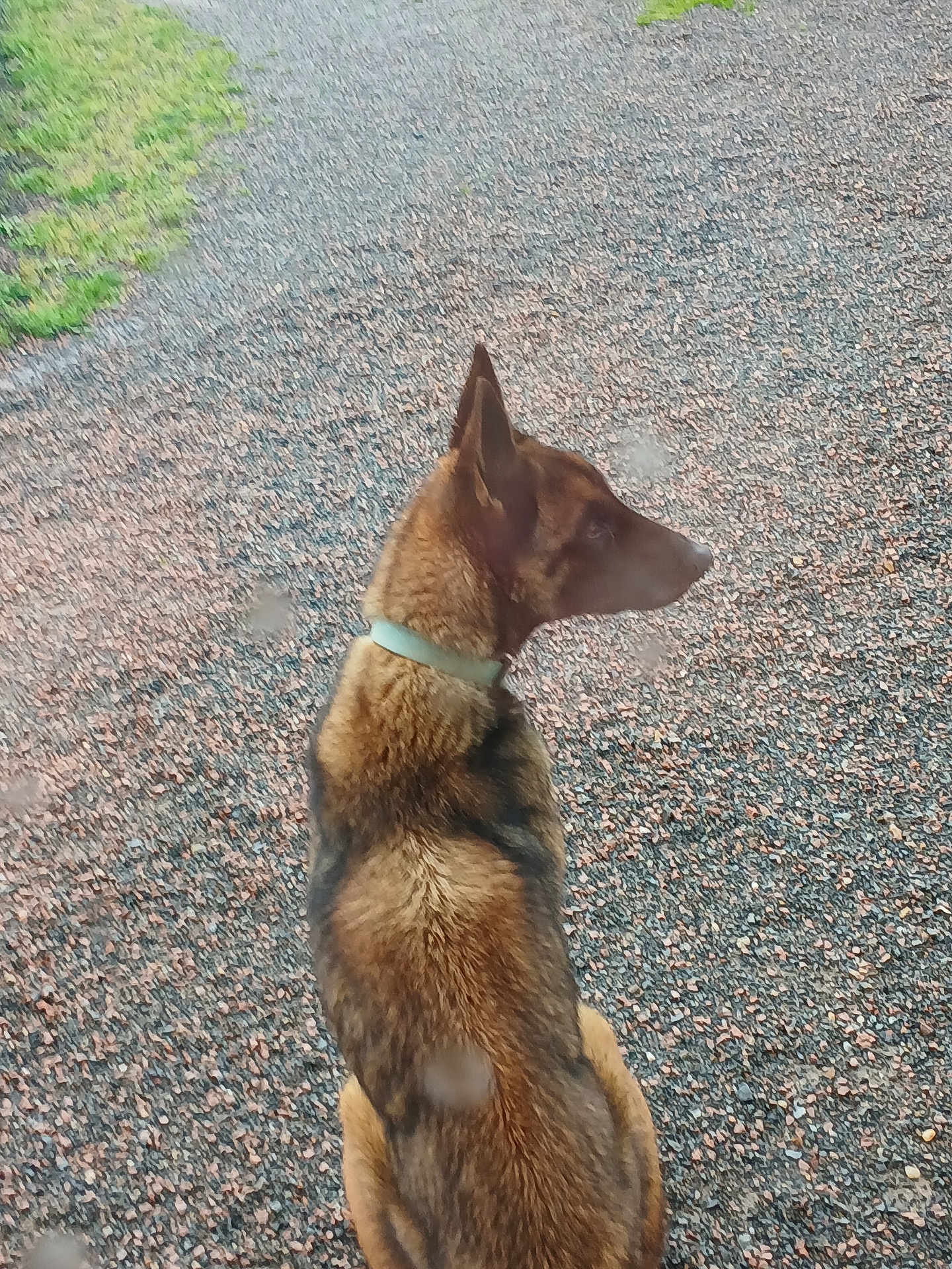 Olly a rejoint le concours — aidez-le/la à gagner de superbes lots ! dog, animal, pet, sitting, outdoor, gravel, path, grass, ears, brown_coat, black_coat, collar, looking, side_view, canine, nature, fur, alert, window_spots, daylight