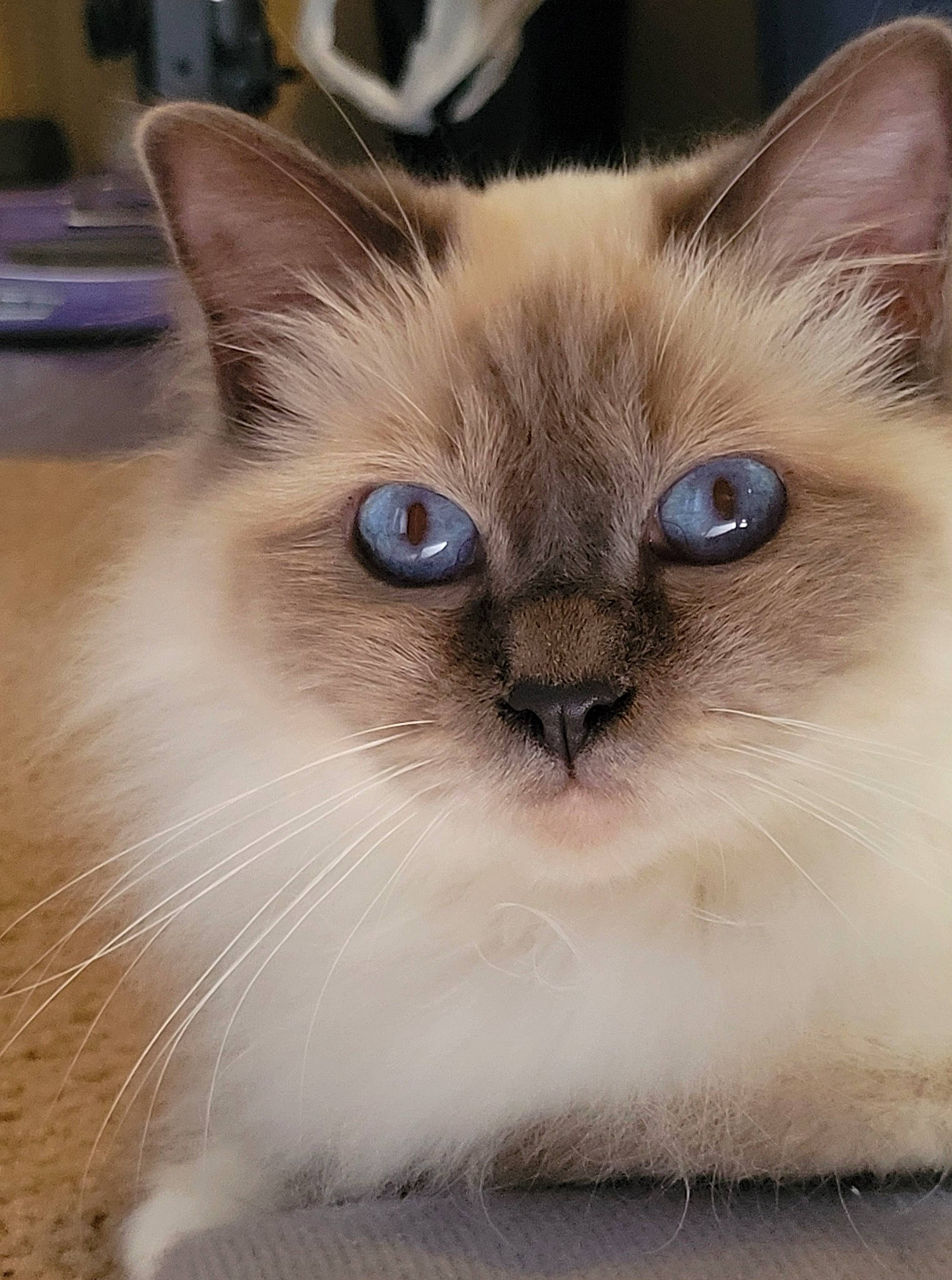 Lovey joined the competition — help win amazing prizes! balinese, birman, carnivore, cat, fawn, felidae, flooring, fur, iris, ragdoll, siamese, small_to_medium_sized_cats, snout, terrestrial_animal, thai, tonkinese, whiskers