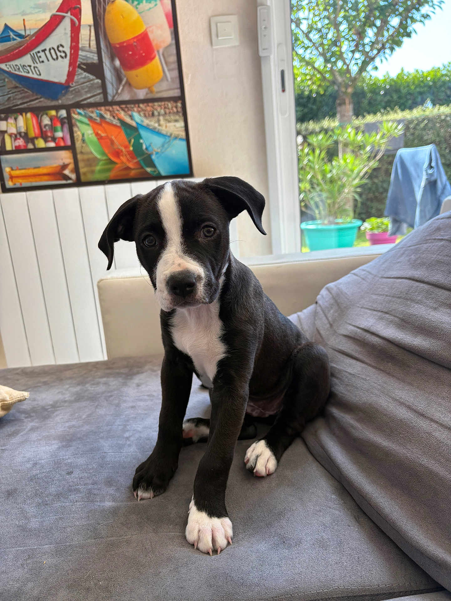 Ava