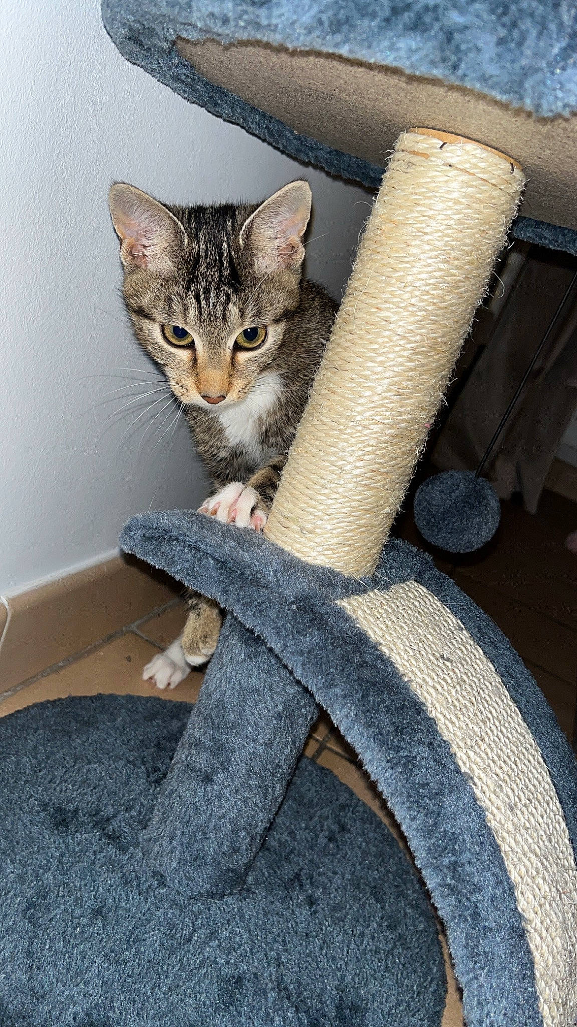 Kaïla a rejoint le concours — aidez-le/la à gagner de superbes lots ! automotive_tire, carnivore, cat, cat_supply, comfort, domestic_short_haired_cat, fawn, felidae, fur, grey, human_leg, metal, paw, sitting, small_to_medium_sized_cats, snout, tail, terrestrial_animal, whiskers, wood