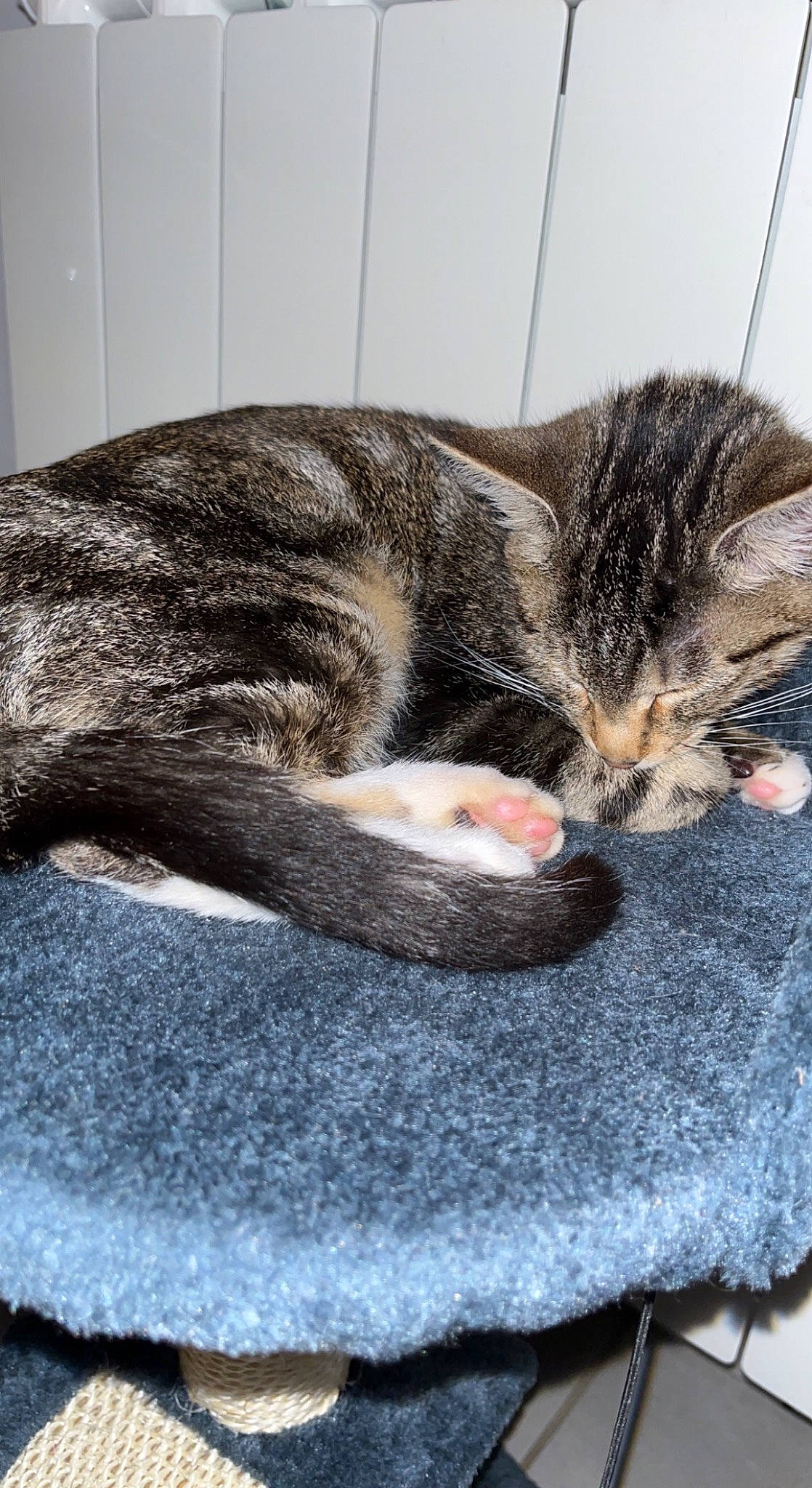 Kaïla a rejoint le concours — aidez-le/la à gagner de superbes lots ! carnivore, cat, cat_bed, cat_supply, claw, comfort, domestic_short_haired_cat, felidae, fur, grey, nap, paw, sleep, small_to_medium_sized_cats, snout, tail, terrestrial_animal, whiskers