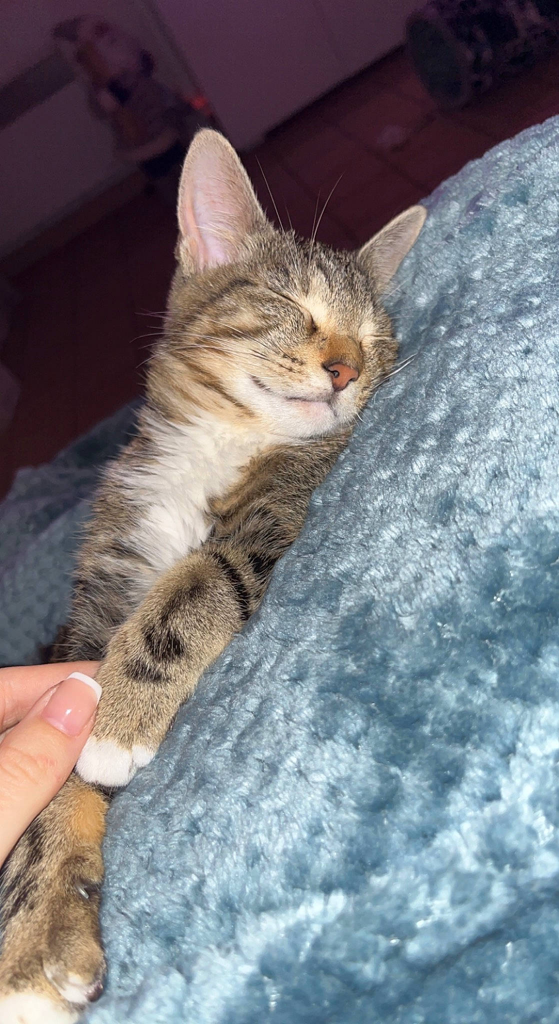 Kaïla a rejoint le concours — aidez-le/la à gagner de superbes lots ! carnivore, cat, claw, comfort, domestic_short_haired_cat, fawn, felidae, foot, fur, human_leg, nail, nap, paw, sitting, sleep, small_to_medium_sized_cats, snout, tail, whiskers