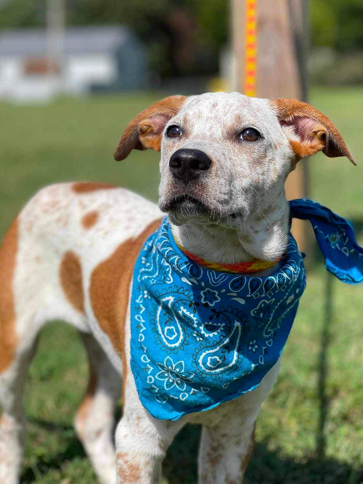 Marshmallow joined the competition — help win amazing prizes! art, canidae, carnivore, collar, companion_dog, dog, dog_breed, dog_clothes, dog_collar, dog_supply, fawn, non_sporting_group, pet_supply, plant, sighthound, snout, sporting_group, whiskers, working_animal, working_dog