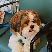 Jcmarin joined the competition — help win amazing prizes! dog, puppy, fluffy, brown, white, leash, chair, indoor, pet, cute, tongue, fur, animal, seated, relaxed, companion, friendly, small_dog, domestic, closeup