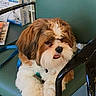 dog, puppy, fluffy, brown, white, leash, chair, indoor, pet, cute, tongue, fur, animal, seated, relaxed, companion, friendly, small_dog, domestic, closeup