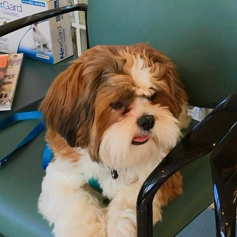 Jcmarin joined the competition — help win amazing prizes! dog, puppy, fluffy, brown, white, leash, chair, indoor, pet, cute, tongue, fur, animal, seated, relaxed, companion, friendly, small_dog, domestic, closeup