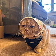 Chuchu joined the competition — help win amazing prizes! cat, feline, ginger_cat, bonnet, headscarf, harness, whiskers, carpet, indoor, couch, window, pet, portrait, close_up, adorable, grumpy, sitting, paws, fur, living_room