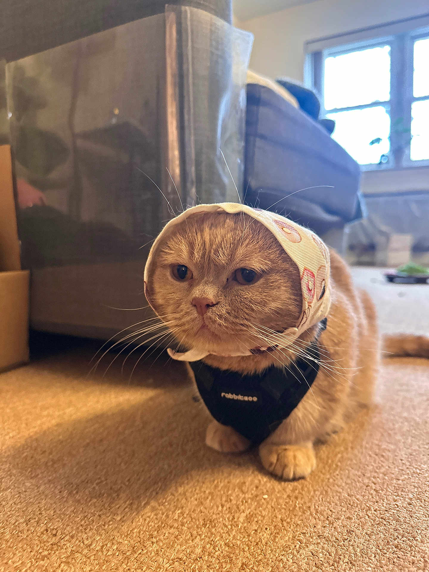 Chuchu joined the competition — help win amazing prizes! cat, feline, ginger_cat, bonnet, headscarf, harness, whiskers, carpet, indoor, couch, window, pet, portrait, close_up, adorable, grumpy, sitting, paws, fur, living_room