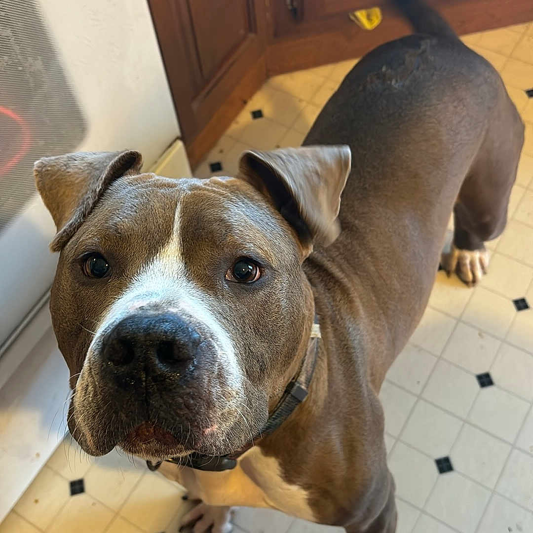 Cash is registered to the contest to win money with this photo: animal, boxer, bulldog, cabinet, canine, dog, flagstone, frenchbulldog, furniture, hardwood, indoors, interiordesign, path, person, pet, pitbull, plywood, puppy, snout, wood