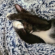 Meatball is registered to the contest to win money with this photo: cat, kitten, tuxedo_cat, sleeping, nap, blanket, cozy, paw, white_paw, fur, whiskers, ear, nose, closed_eyes, textile, soft_texture, home_interior, cuddly, pet, relaxing