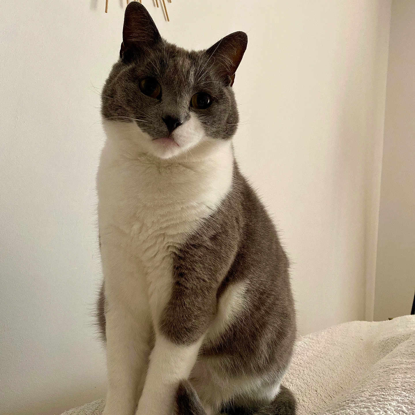 Bella participe au concours pour gagner de l'argent avec cette photo : abyssinian, angora, animal, blanket, cat, chandelier, egyptiancat, furniture, indoors, kitten, lamp, manx, pet, siamese, snout