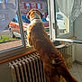 Violetta participe au concours pour gagner de l'argent avec cette photo : animal, brown_dog, car, curious, curtains, daylight, dog, home, house, indoor, looking_out, open_window, pet, radiator, standing, street, sunlight, tile_floor, white_markings, window