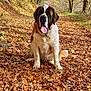 Violetta participe au concours pour gagner de l'argent avec cette photo : animal, autumn, brown, canine, daylight, dog, fall_foliage, forest, happy, leaves, nature, outdoor, path, pet, saint_bernard, seasonal, sitting, tongue_out, tree, white