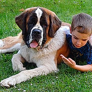 Violetta a rejoint le concours — aidez-le/la à gagner de superbes lots ! animal, boy, casual_clothing, child, collar, companionship, cute, dog, friendship, grass, greenery, happy, lying_down, nature, outdoor, pet, playing, saint_bernard, summer, tongue_out