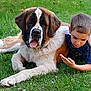 animal, boy, casual_clothing, child, collar, companionship, cute, dog, friendship, grass, greenery, happy, lying_down, nature, outdoor, pet, playing, saint_bernard, summer, tongue_out