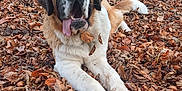 Violetta a rejoint le concours — aidez-le/la à gagner de superbes lots ! animal, autumn, brown, canine, dog, fall, forest, fur, happy, large_dog, leaves, nature, outdoor, playful, relaxed, saint_bernard, tongue, tongue_out, trees, white