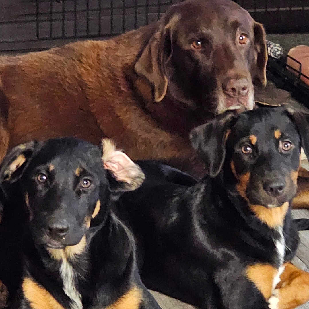 Gravy Cuda Maxwell is registered to the contest to win money with this photo: animal, appenzeller, ball, boxer, bulldog, canine, dog, germanshepherd, goldenretriever, hound, indoors, labradorretriever, pet, pointer, policedog, puppy, snout, sport, tennis, tennisball