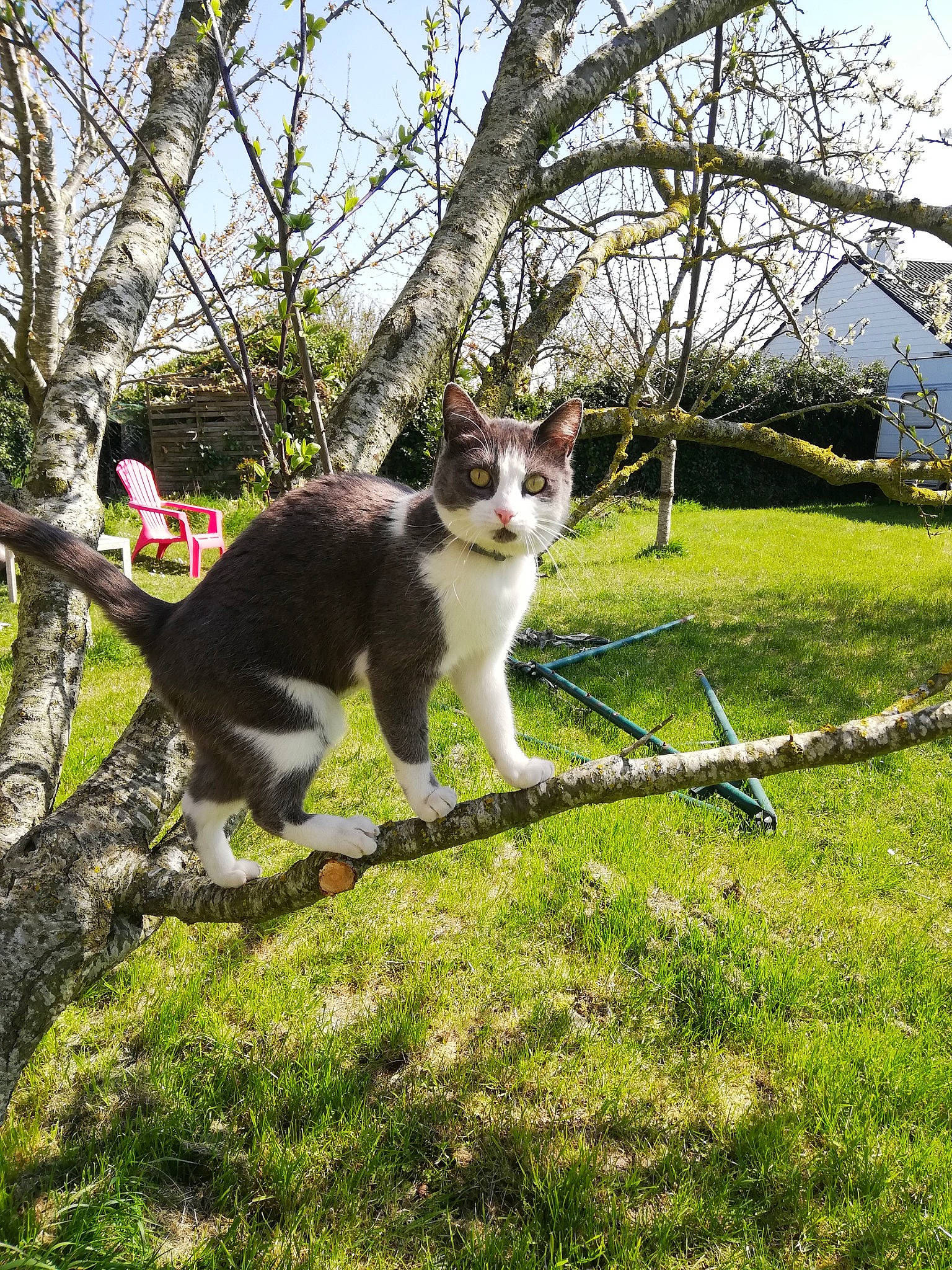 Nalla participe au concours pour gagner de l'argent avec cette photo : aegean_cat, botany, branch, carnivore, cat, domestic_short_haired_cat, european_shorthair, felidae, flower, fur, grass, plant, small_to_medium_sized_cats, spring, tail, tree, whiskers, woody_plant
