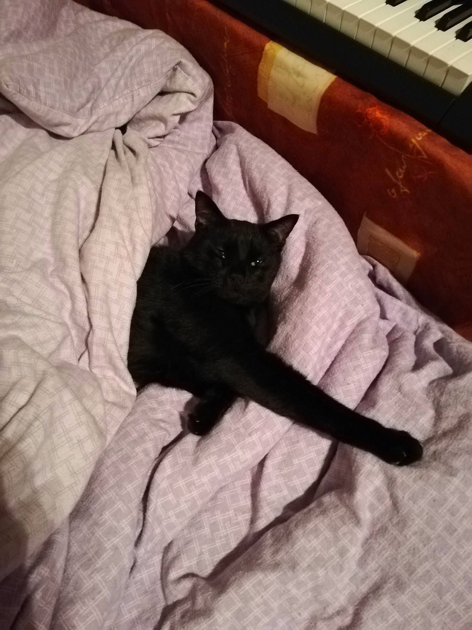 Baghera a rejoint le concours — aidez-le/la à gagner de superbes lots ! black_cat, british_shorthair, burmese, carnivore, cat, chartreux, domestic_short_haired_cat, felidae, kitten, korat, nebelung, russian_blue, small_to_medium_sized_cats, tail, whiskers