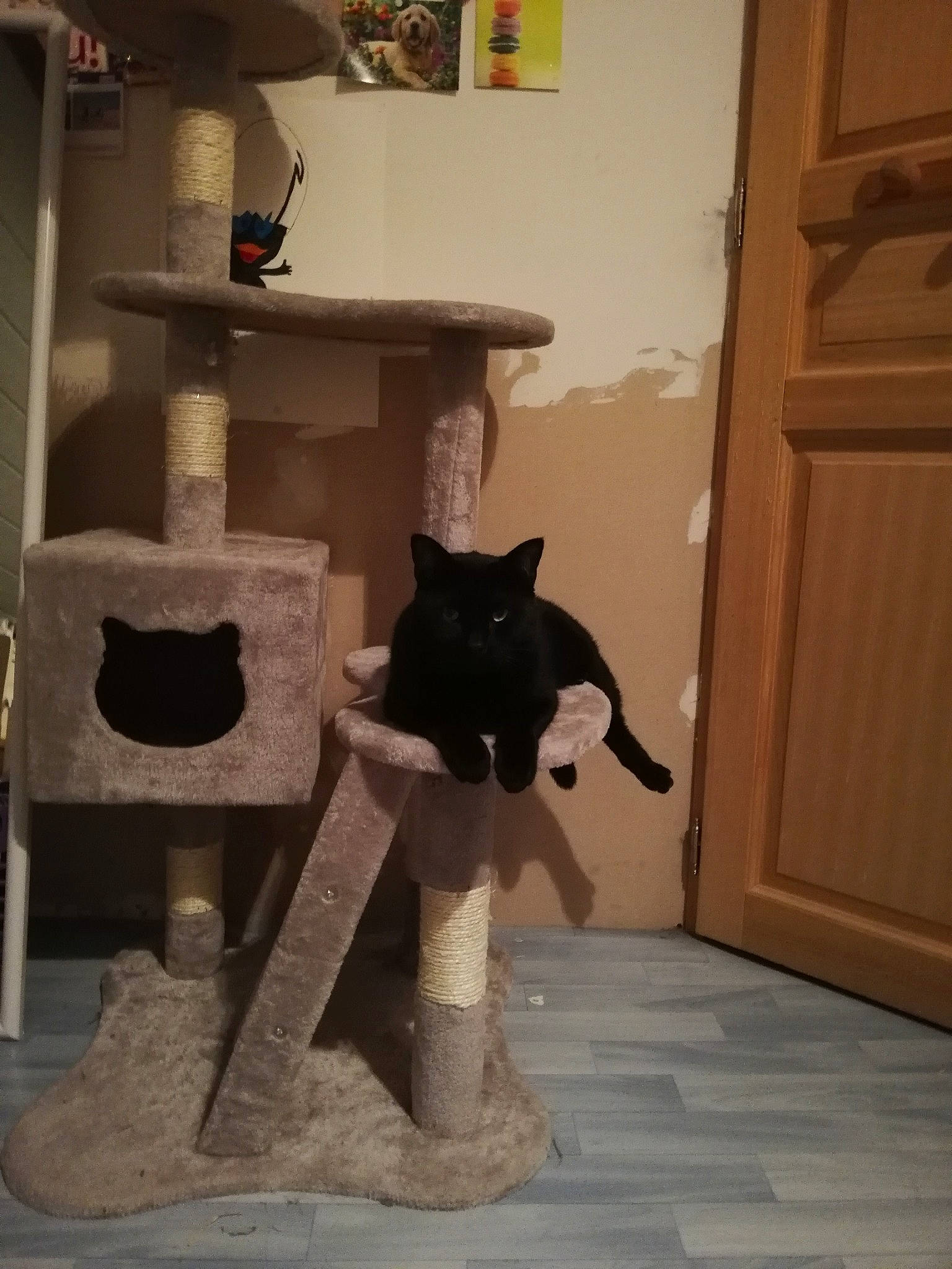 Baghera a rejoint le concours — aidez-le/la à gagner de superbes lots ! black_cat, cat, felidae, small_to_medium_sized_cats, tail, whiskers