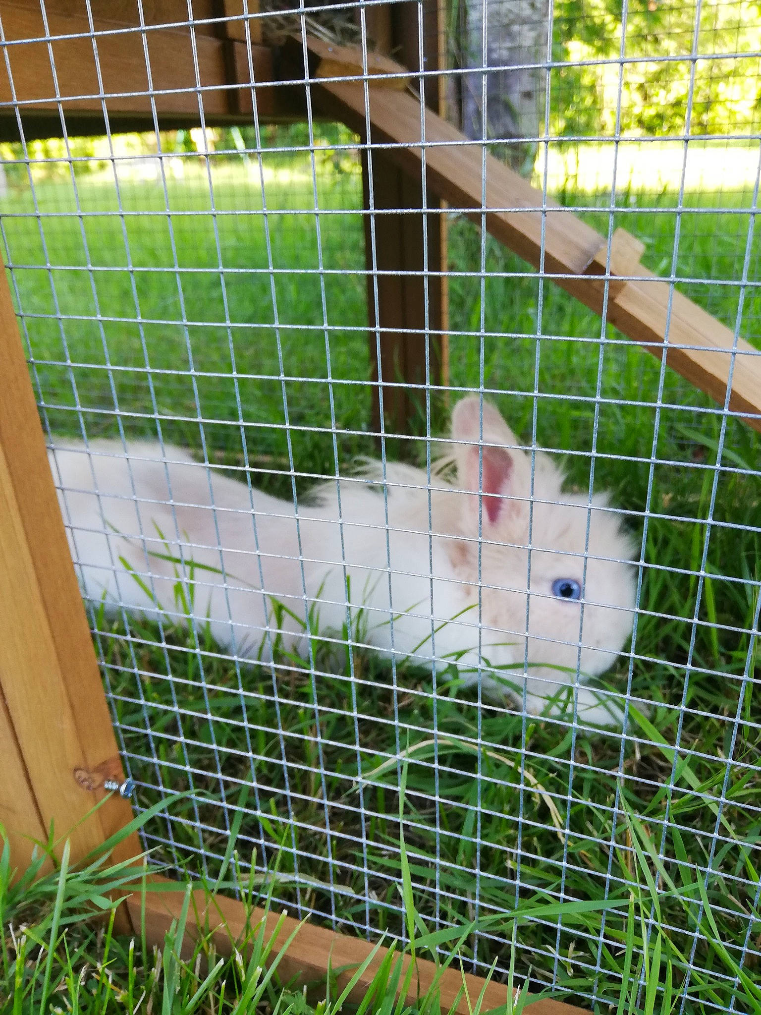 Belle participe au concours pour gagner de l'argent avec cette photo : animal_shelter, cage, domestic_rabbit, fawn, grass, mesh, pet_supply, plant, rabbit, rabbits_and_hares, whiskers