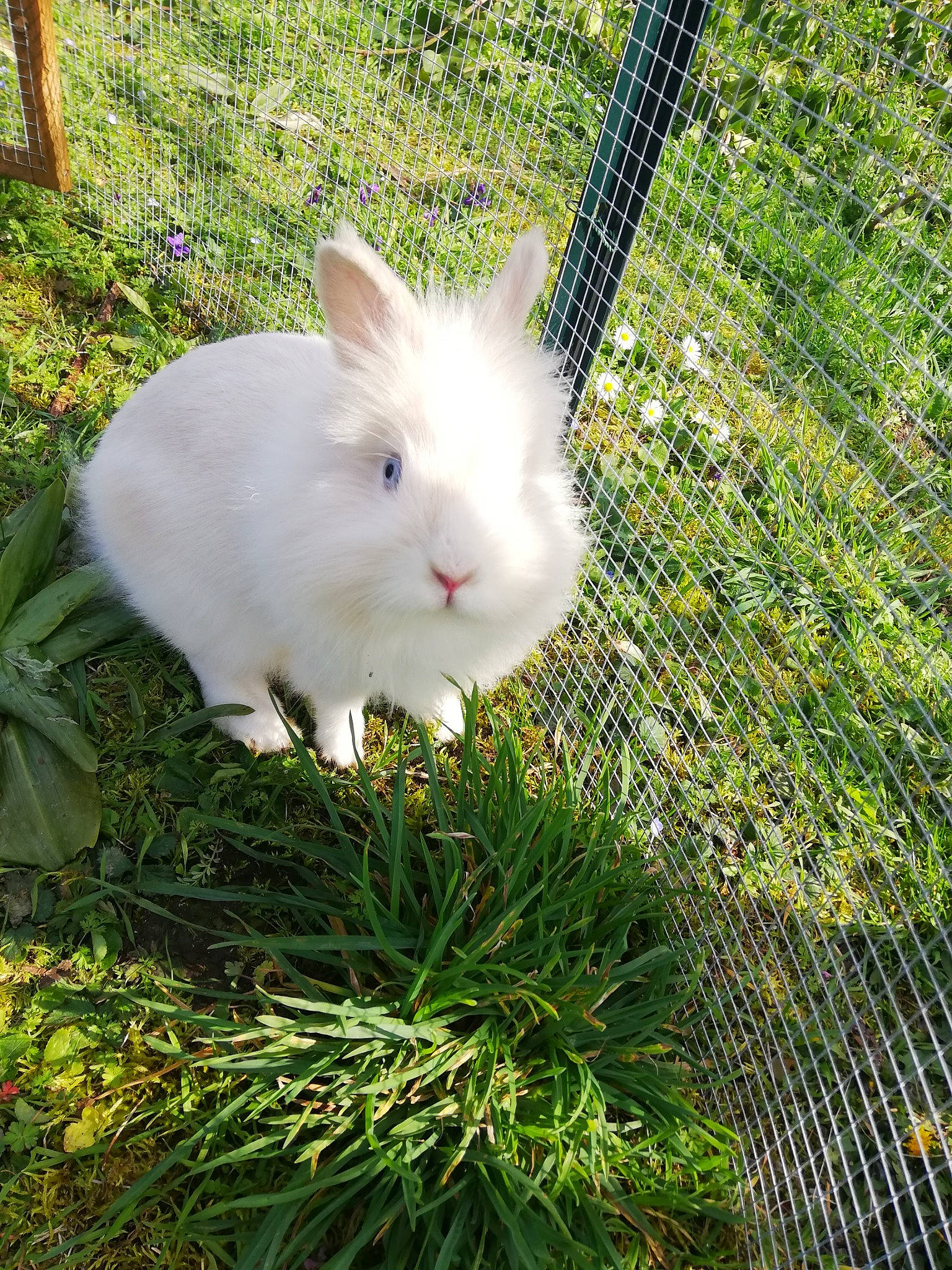 Belle a rejoint le concours — aidez-le/la à gagner de superbes lots ! angora_rabbit, domestic_rabbit, easter_bunny, grass, hare, plant, rabbit, rabbits_and_hares, whiskers