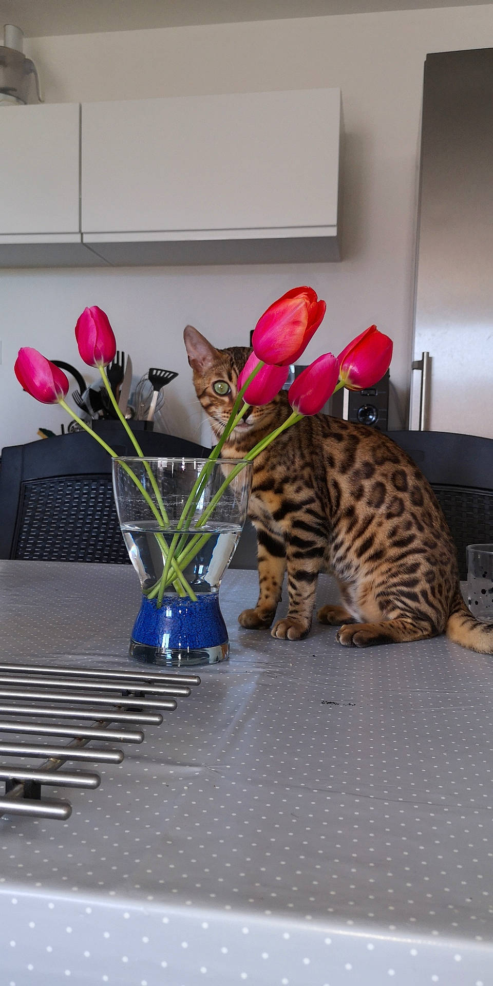 Panache participe au concours pour gagner de l'argent avec cette photo : bengal, carnivore, cat, european_shorthair, felidae, flower, kitten, ocicat, plant, savannah, small_to_medium_sized_cats, tabby_cat, toyger, whiskers