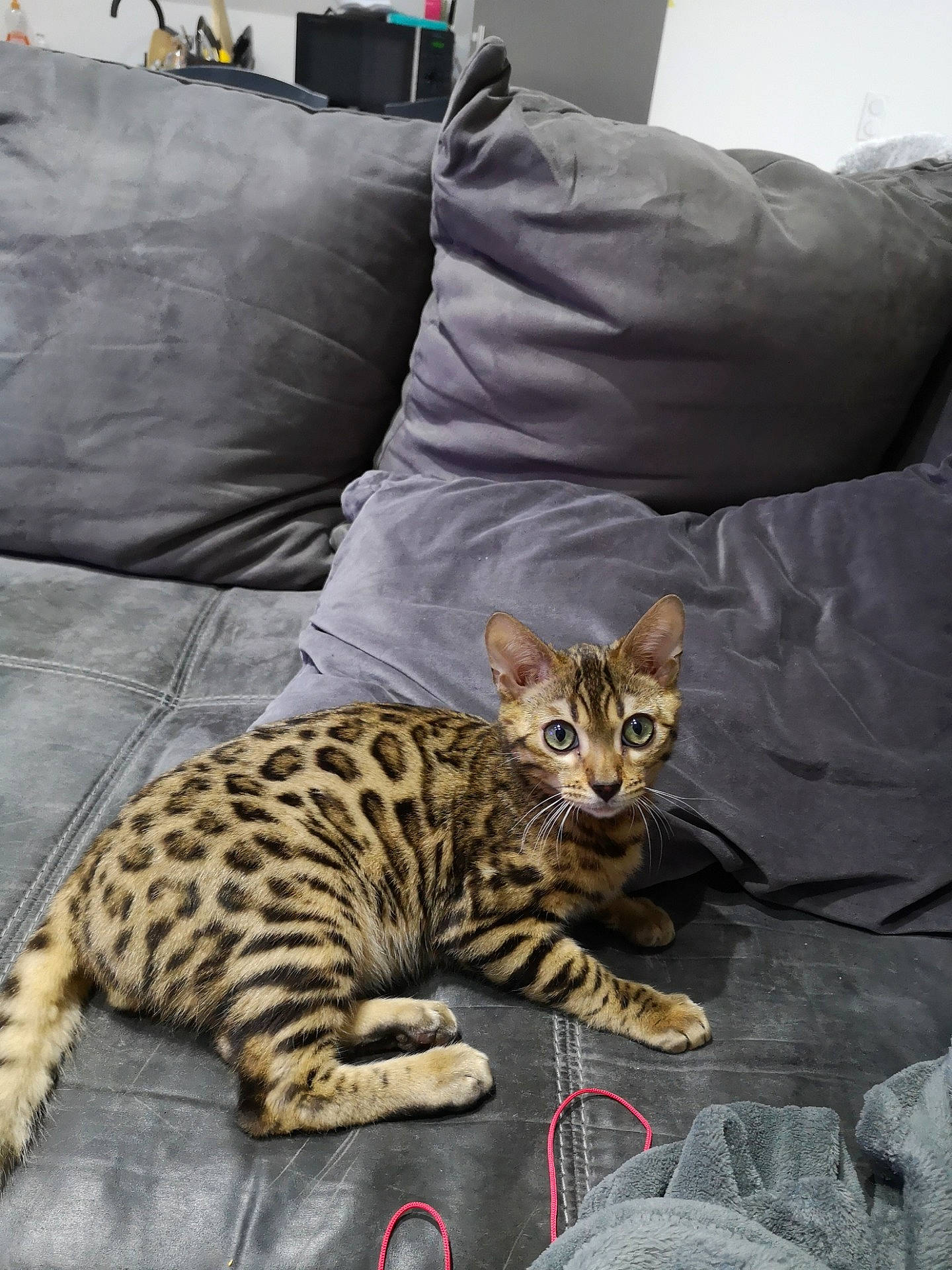 Panache participe au concours pour gagner de l'argent avec cette photo : arabian_mau, asian, bengal, california_spangled, carnivore, cat, domestic_short_haired_cat, dragon_li, egyptian_mau, european_shorthair, felidae, kitten, mammal, ocicat, savannah, small_to_medium_sized_cats, tabby_cat, toyger, vertebrate, whiskers