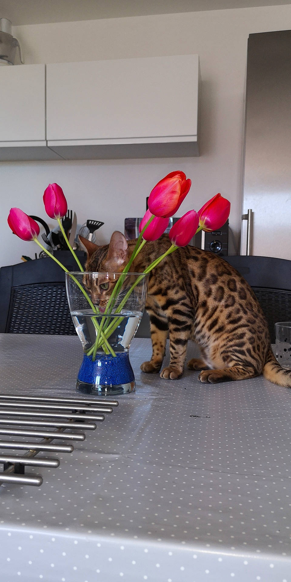 Panache participe au concours pour gagner de l'argent avec cette photo : bengal, carnivore, cat, felidae, flower, kitten, ocicat, plant, room, savannah, small_to_medium_sized_cats, tabby_cat, table, toyger, whiskers