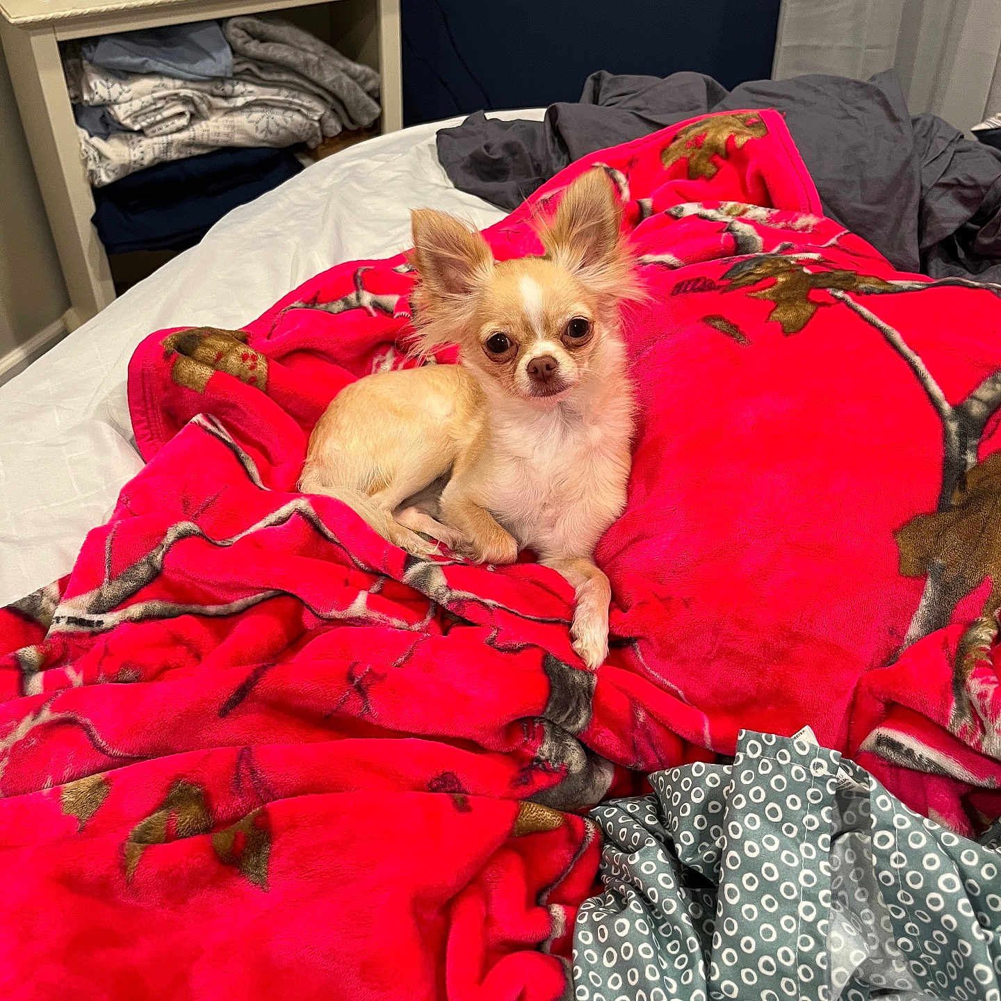 Bella is registered to the contest to win money with this photo: dog, chihuahua, blanket, bed, indoor, pet, small_dog, fur, ears, animal, cute, resting, red, pattern, fabric, home, television, clothing, cozy, curious