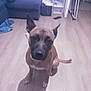 dog, brown_dog, indoor, wooden_floor, couch, furniture, pet, canine, floor, living_room, storage_drawers, clothing, shadow, ears, sitting, animal, domestic_animal, mammal, companion, household