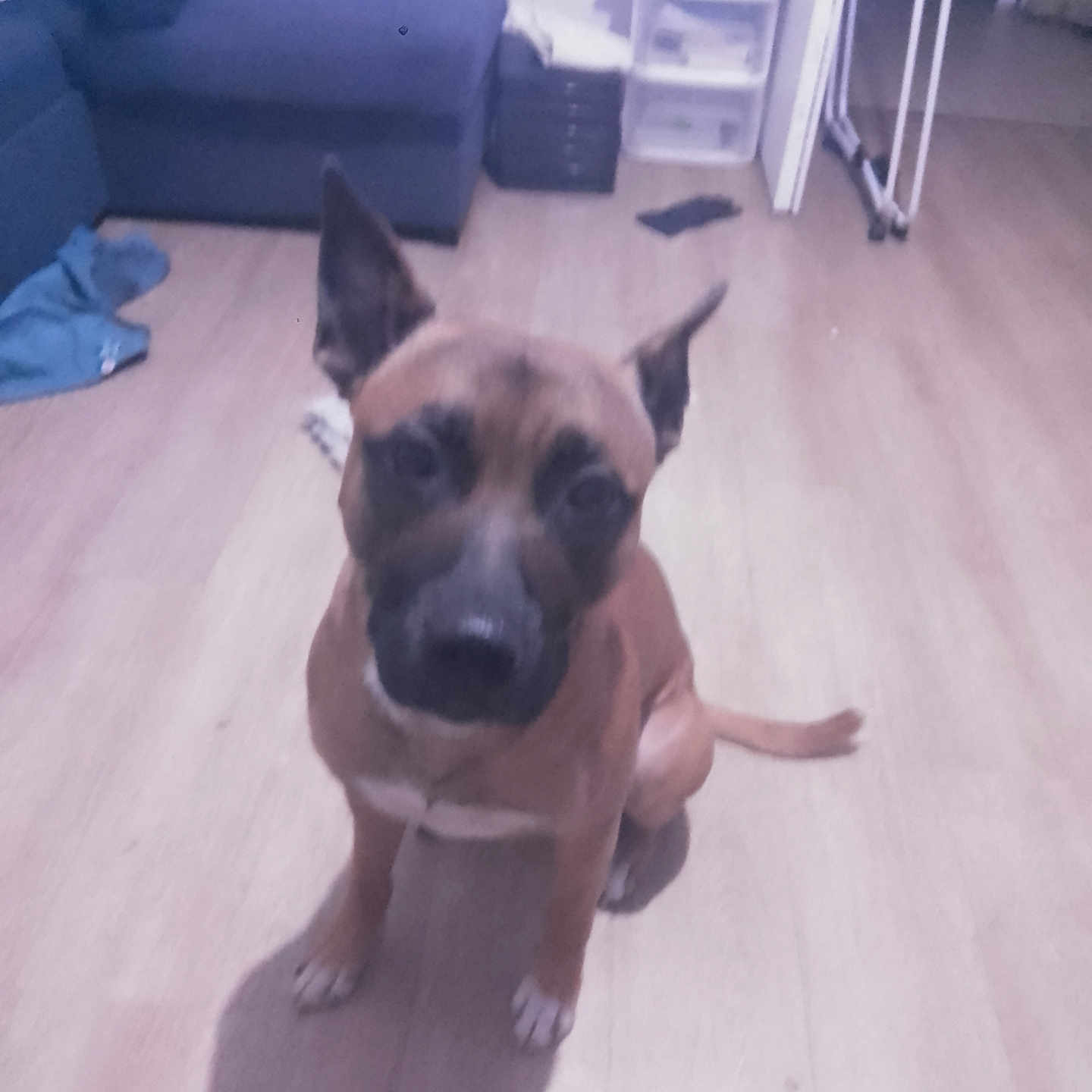 Boterff participe au concours pour gagner de l'argent avec cette photo : animal, brown_dog, canine, clothing, companion, couch, dog, domestic_animal, ears, floor, furniture, household, indoor, living_room, mammal, pet, shadow, sitting, storage_drawers, wooden_floor