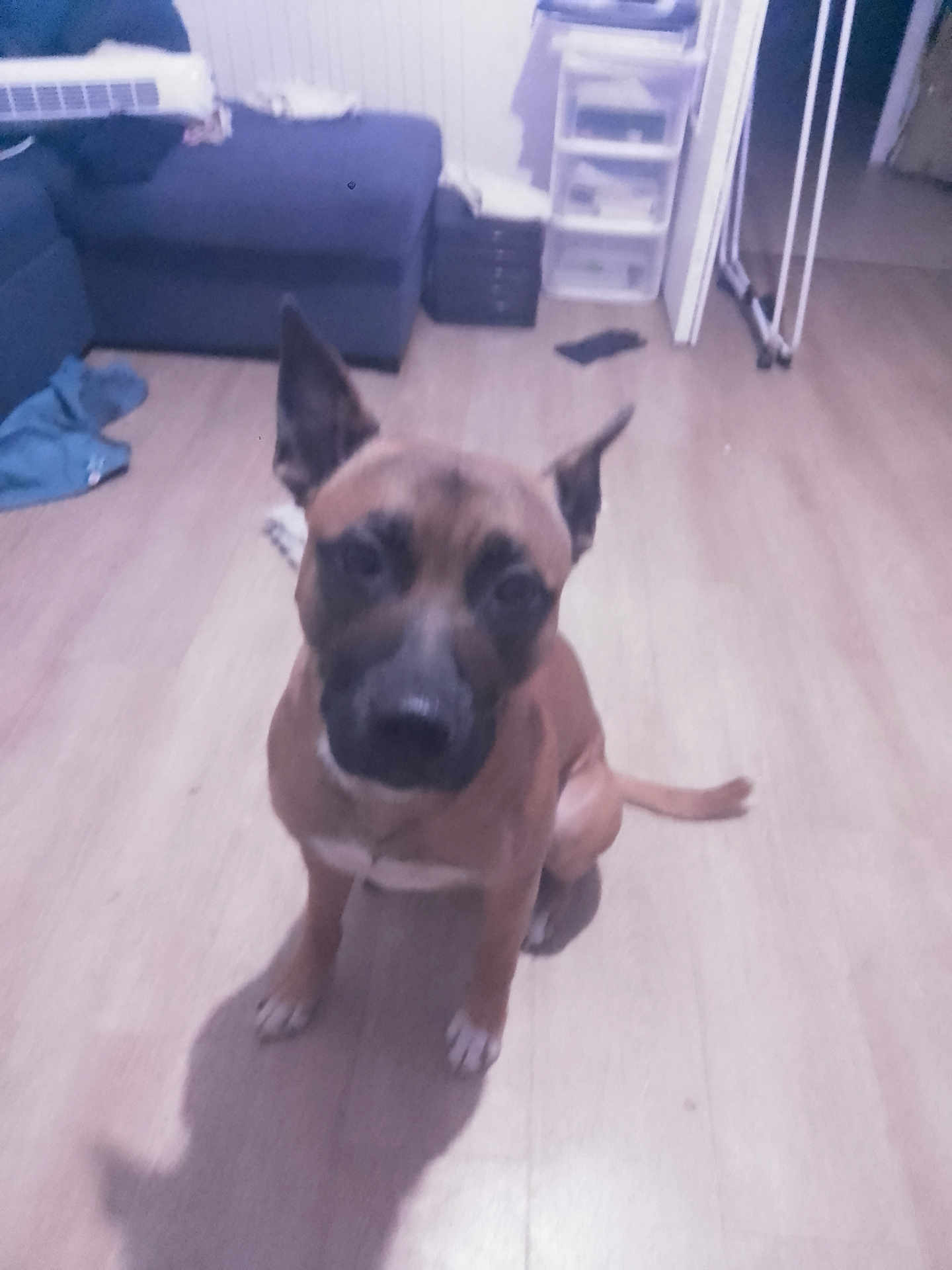 Boterff participe au concours pour gagner de l'argent avec cette photo : dog, brown_dog, indoor, wooden_floor, couch, furniture, pet, canine, floor, living_room, storage_drawers, clothing, shadow, ears, sitting, animal, domestic_animal, mammal, companion, household