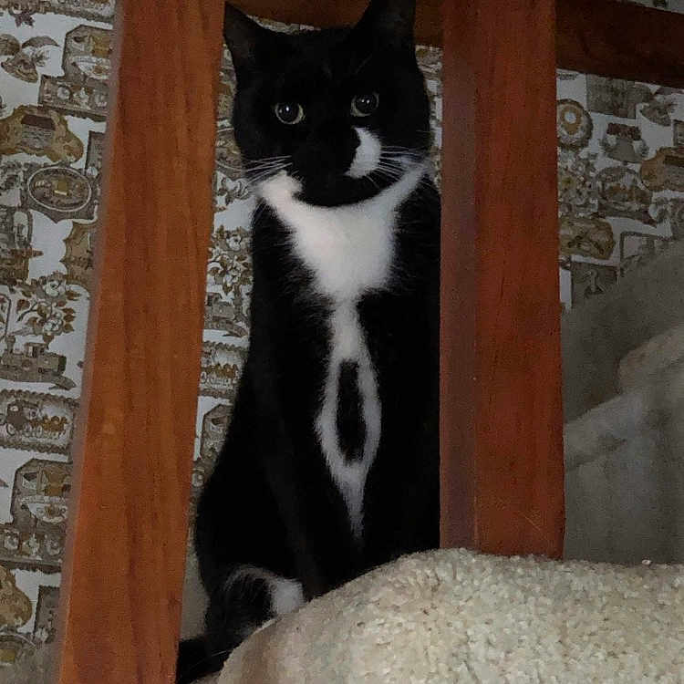 Macho is registered to the contest to win money with this photo: cat, tuxedo_cat, black_and_white, stairs, carpet, wooden_railings, indoor, pet, animal, feline, curious, sitting, wallpaper, patterned_wallpaper, home, domestic_cat, eyes, portrait, vertical, closeup
