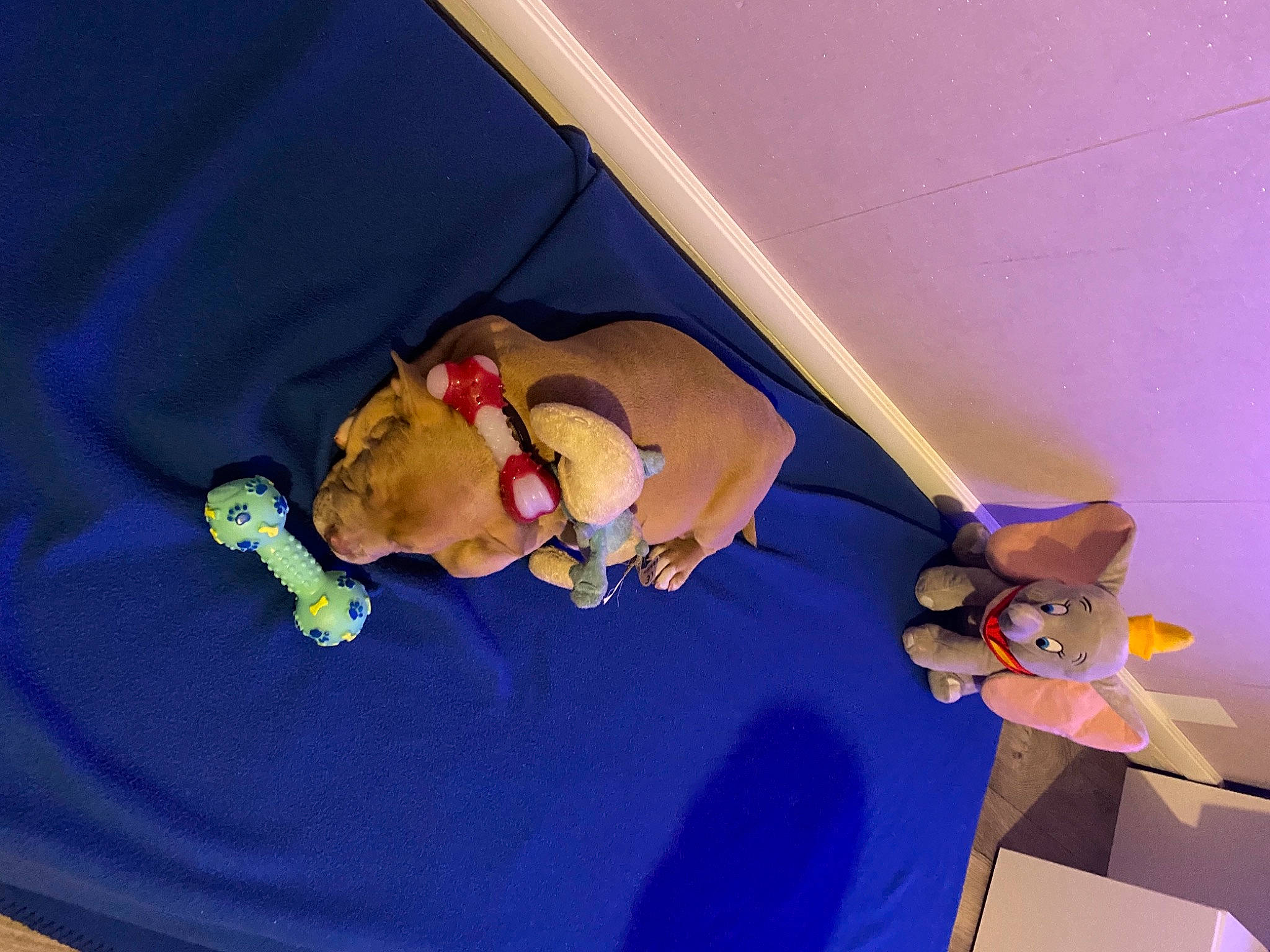 Simba participe au concours pour gagner de l'argent avec cette photo : baby, baby_products, baby_toys, child, comfort, fawn, fictional_character, fun, knee, leisure, linens, mammal, plush, room, stuffed_toy, textile, thigh, toddler, toy, vertebrate