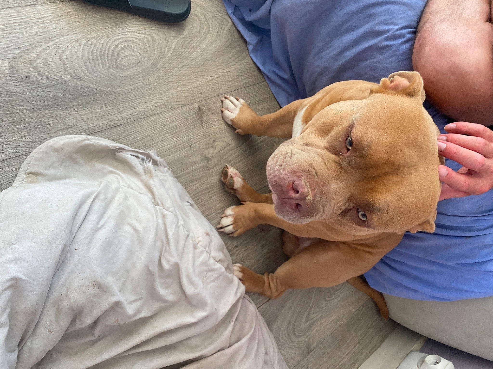 Simba participe au concours pour gagner de l'argent avec cette photo : canidae, carnivore, comfort, companion_dog, dog, dog_breed, ear, fawn, flesh, fur, hand, nail, non_sporting_group, sleep, snout, sporting_group, terrestrial_animal, whiskers, wrinkle, wrist