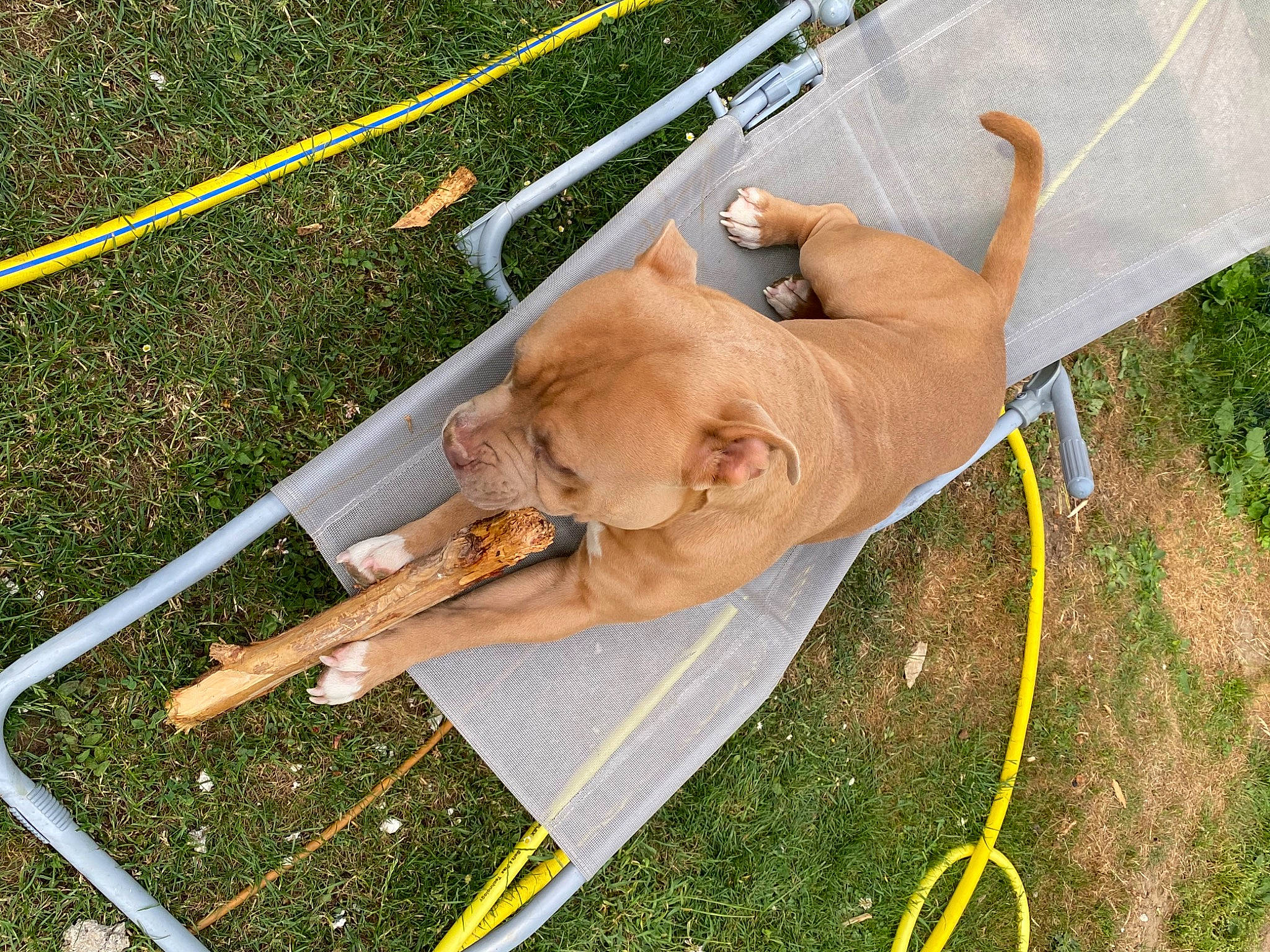Simba participe au concours pour gagner de l'argent avec cette photo : adventure, backyard, canidae, carnivore, collar, companion_dog, dog, dog_breed, dog_collar, fawn, fun, garden_hose, grass, lawn, leash, leisure, recreation, sporting_group, tail, working_animal