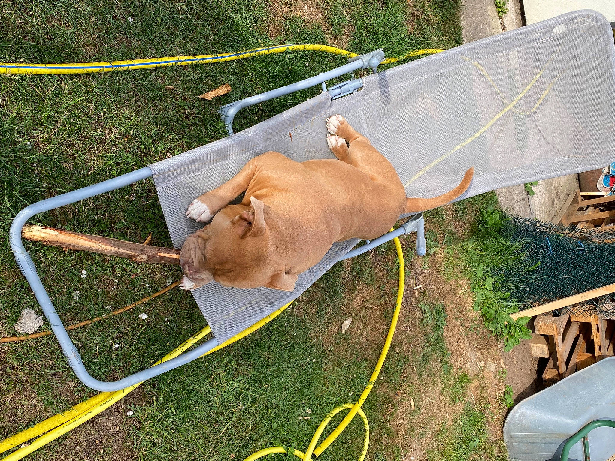 Simba participe au concours pour gagner de l'argent avec cette photo : canidae, collar, electrical_supply, electrical_wiring, event, fawn, gas, grass, grass_family, handwriting, leash, mammal, soil, sporting_group, tail, vertebrate, wire, wood, working_animal