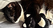 Rocky Ravenwolf joined the competition — help win amazing prizes! cat, black_and_white_cat, plush_toy, bed, blanket, sleeping, cozy, indoor, pet, animal, fur, paw, resting, cute, soft, comfort, toy, relaxed, domestic_animal, feline